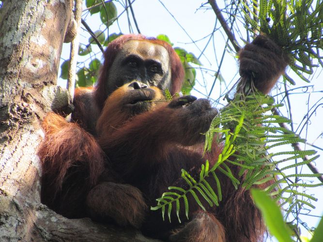 Orang-Utan-Männchen beim Fressen von Blättern eines Baumfarns.