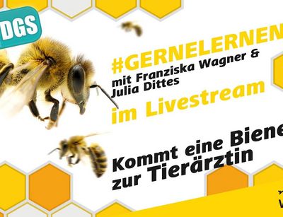 Gebärdefassung: Kommt eine Biene zur Tierärztin #gernelernen mit MDR Wissen MDR