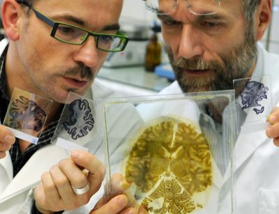 Two scientists comparing brain slices
