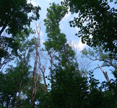 High tree mortality in Leipzig’s floodplain forest. Photo: Annalena Lenk
