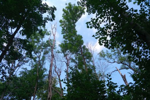 High tree mortality in Leipzig’s floodplain forest. Photo: Annalena Lenk