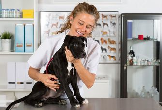 Auch die Branche der Veterinärmedizinner:innen leidet unter Nachwuchsproblemen.