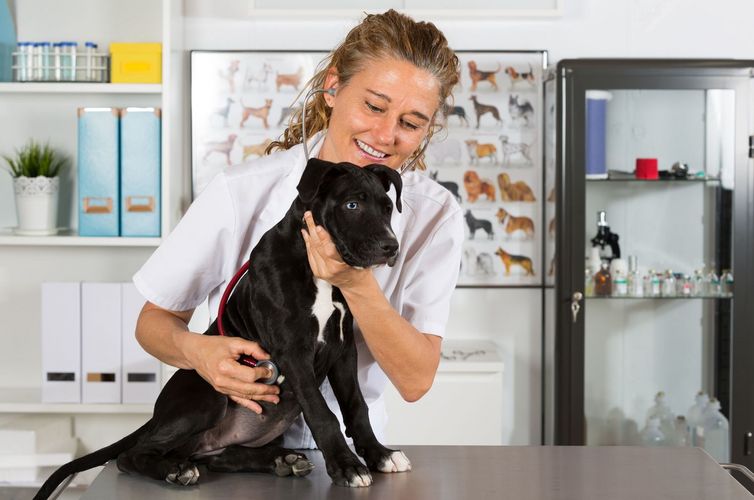 Auch die Branche der Veterinärmedizinner:innen leidet unter Nachwuchsproblemen.