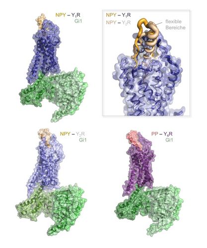 Structures of three peptide-receptor complexes of the human NPY family. The peptide ligand is shown in orange (NPY) and red (PP), the receptors in blue and violet respectively, the interaction partner in the cell is a so-called G protein, shown in green. Top right: enlarged detailed image showing the bound structure and dynamics of NPY at Y1R and Y2R.