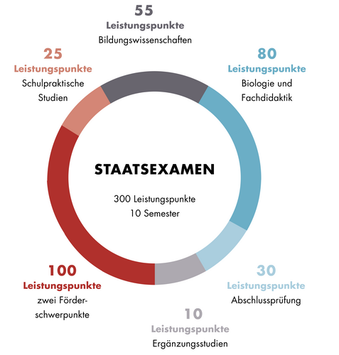 Diese Grafik zeigt den Aufbau des Staatsexamens Lehramt Sonderpädagogik mit dem Fach Biologie. Der Aufbau ist auch im Textteil beschrieben.