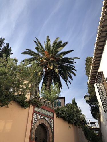 Rechts und links säumen Häsuer eine enge Straße. Aus dem Innenhof eines Hauses ragt eine Palme in die Bildmitte.