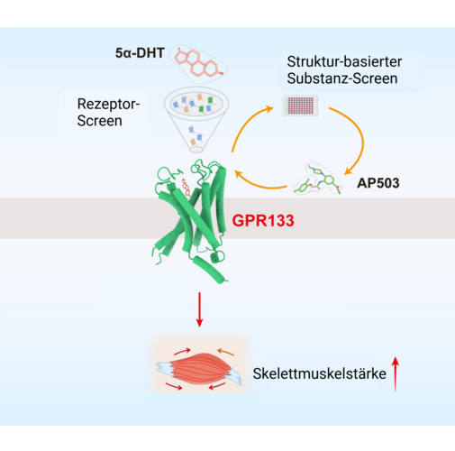In this international study, the scientists showed that one of the adhesion G protein-coupled receptors – GPR133 – is activated by the androgenic steroid hormone 5α-DHT. Created in BioRender. Liebscher, I. (2025)