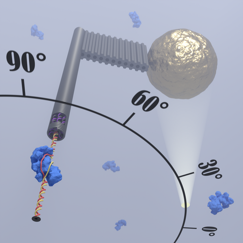 Die Forscher:innen konstruierten einen DNA-Rotorflügel und befestigten an dessen Ende einen Goldnanopartikel, um die Bewegungen bei der DNA-Entwindung beobachten zu können.