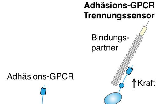 Aussehen von Adhäsions-GPCRs (links) und Funktionsprinzip der NRS-Technologie (rechts). Im Nervensystem der Fruchtfliege wird sichtbar, wann, wo und wie ein Adhäsions-GPCR getrennt wird (unten).