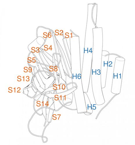 Das Nummerierungssystem identifiziert Sekundärstrukturelemente der GAIN-Domäne: sechs Alpha-Helices (H1-H6) und 14 Stränge (S1-S14) eines Beta-Faltblatts. Damit können verschiedene Vertreter dieser Domäne positionsgenau verglichen werden.