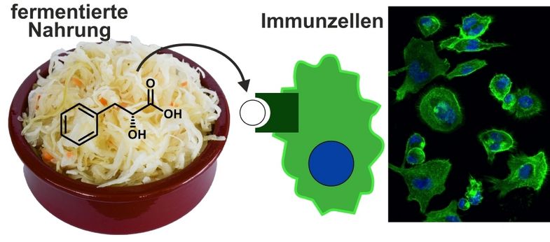 Bakterien in fermentierten Lebensmitteln interagieren mit unserem Immunsystem