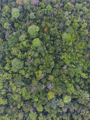 Fast 300 Baumarten wachsen in dem 50 Hektar großen und ursprünglichen Wald auf Barro Colorado Island in Panama.