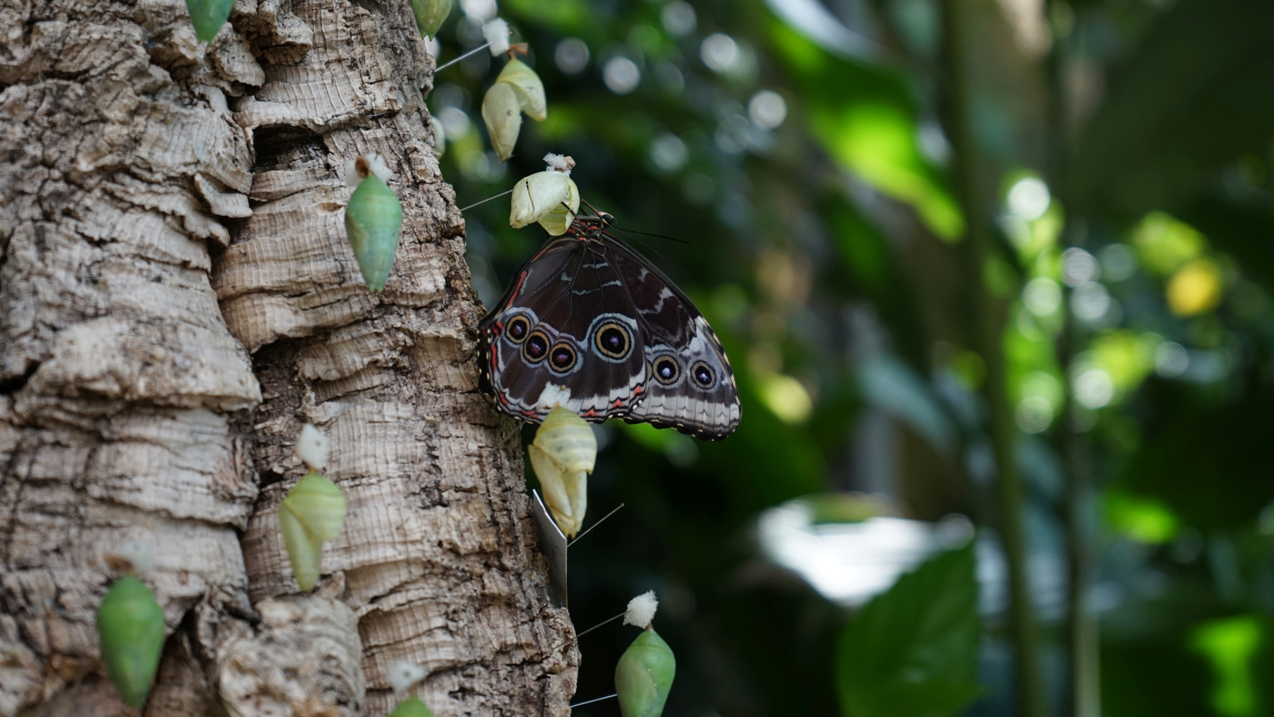 Universitat Leipzig Botanischer Garten